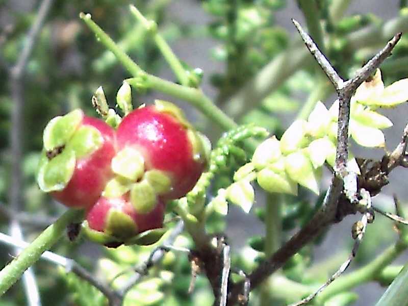 Poterium (ex Sarcopoterium) spinosum / Spinaporci